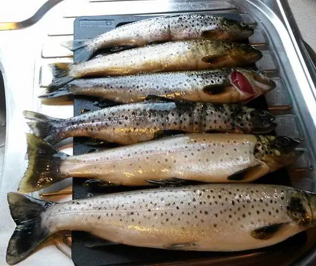 sjømat